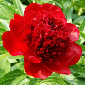 Red Peony Bulbs - Red Flowers - 1 Bulb per Pack