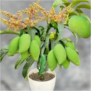Grafted Mango Tree - MUN KUN SI Variety - 3-4 ft Tall - 3 Gal Pot - Live Plant