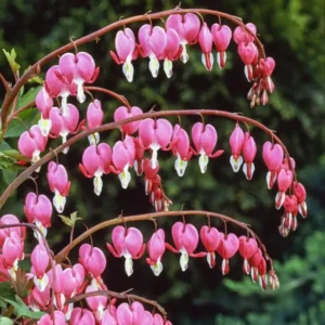 Pink Bleeding Hearts Flower Bulbs Value Pack - 1 Bulbs per Pack - Deer Resistant - Good as Cut Flower - Perennializing - Easy to Grow Live Plant - Outdoor Garden