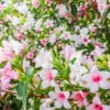 Variegated Weigela Plant - Bush Plant - 4 Inch Pot - Garden Shrub