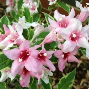 Variegated Weigela Plant - Bush Plant - 4 Inch Pot - Garden Shrub