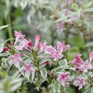 Variegated Weigela Plant - Bush Plant - 4 Inch Pot - Garden Shrub