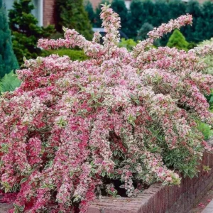 Variegated Weigela Plant - Bush Plant - 4 Inch Pot - Garden Shrub