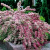 Variegated Weigela Plant Live for Planting - 4 Inch Pot Container with Live Healthy Plant, Varagated Leaves, Pink Blooms, perrenial, attracts pollinators, Hardy Shrub.