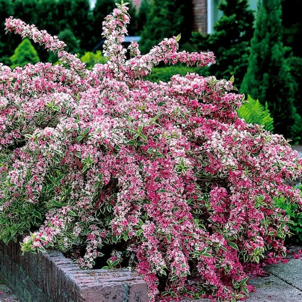 Variegated Weigela Plant Live for Planting - 4 Inch Pot Container with Live Healthy Plant, Varagated Leaves, Pink Blooms, perrenial, attracts pollinators, Hardy Shrub.