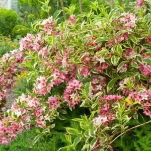 Variegated Weigela Plant Live for Planting - 4 Inch Pot Container with Live Healthy Plant, Varagated Leaves, Pink Blooms, perrenial, attracts pollinators, Hardy Shrub.