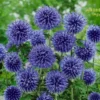 Veitch's Blue Globe Thistle Bulbs - Planting Pack - 1 Bulb