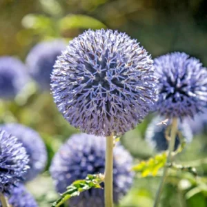 Veitch's Blue Globe Thistle Bulbs - Planting Pack - 1 Bulb