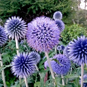 Veitch's Blue Globe Thistle Bulbs - Planting Pack - 1 Bulb