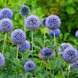 Veitch's Blue Globe Thistle Bulbs - Planting Pack - 1 Bulb