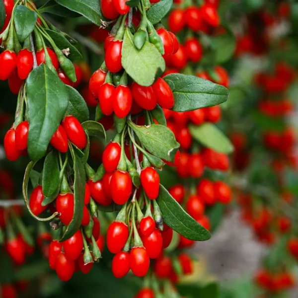 Vermilion Sunset Goji Plant 1 Quart Potted