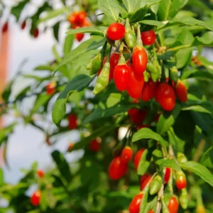 Vermilion Sunset Goji Plant 1 Quart Potted