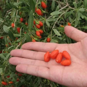 Vermilion Sunset Goji Plant 1 Quart Potted