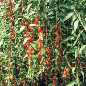 Vermilion Sunset Goji Plant 1 Quart Potted