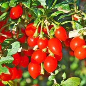 Vermilion Sunset Goji Plant 1 Quart Potted
