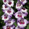 Vista American Hybrid Gladiolus Flower Bulbs - 10 Bulbs per Pack