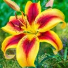 Viva la Vida Oriental Lily Bulbs for Planting - 3 Bulbs Per Pack - Easy Grow Flowers
