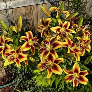 Viva la Vida Oriental Lily Bulbs for Planting - 3 Bulbs Per Pack - Easy Grow Flowers