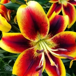 Viva la Vida Oriental Lily Bulbs for Planting - 3 Bulbs Per Pack - Easy Grow Flowers