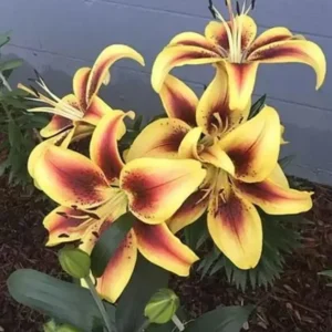 Viva la Vida Oriental Lily Bulbs for Planting - 3 Bulbs Per Pack - Easy Grow Flowers