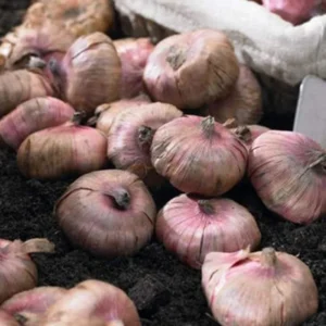 My Love Gladiolus Bulbs for Planting - 10 Bulbs Per Pack - Fragrant Large Blooms - Perennial Gladiolus Flowering Bulbs