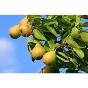 Shenandoah Pear Tree Bare Root - 4 to 5 Feet Tall - Fruit Tree