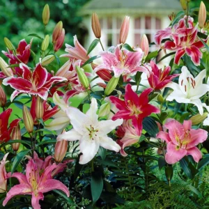 Mixed Oriental Lilies (8 Pack of Bulbs) - Freshly Dug Lily Flower Bulbs | Perennial Comes Back Each Year | Summer Flower Blooms | Great for Cut Flower Vases