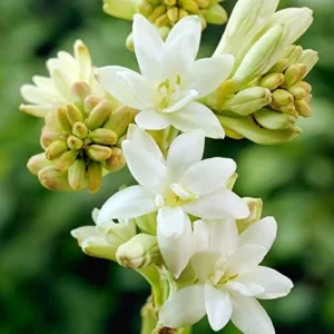 Tuberose Polianthes Tuberosa Flower Bulbs - Pack of 3 Fragrant Blooms