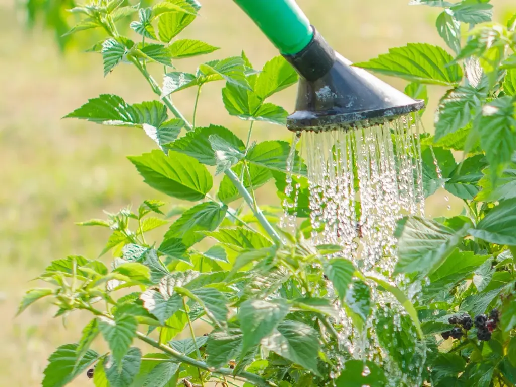 Gardener watering Glencoe raspberries to ensure proper moisture levels during the growing season.