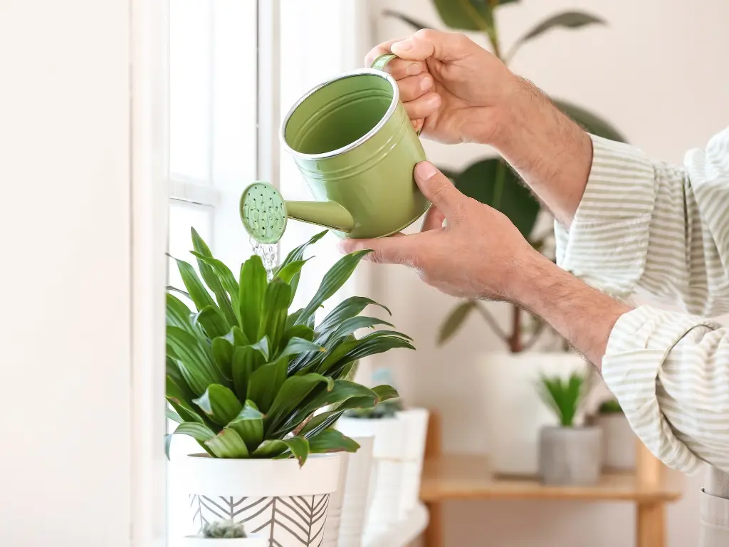 A person watering a houseplant with a green watering can near a bright window