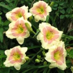 When My Sweetheart Returns Daylily Bulbs - Reblooming Flower - 1 Bulb Pack