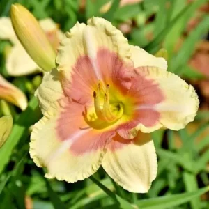 When My Sweetheart Returns Daylily Bulbs - Reblooming Flower - 1 Bulb Pack