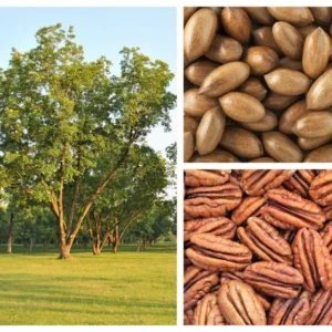 Whiddon Pecan Tree - Bare Root Pecan Fruit Tree 3-4 Feet