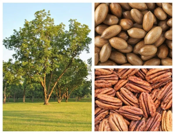 Whiddon Pecan Tree - Bare Root Pecan Fruit Tree 3-4 Feet