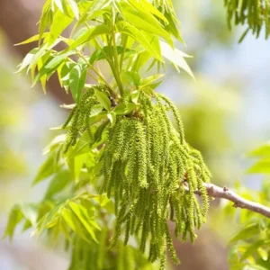 Whiddon Pecan Tree - Bare Root Pecan Fruit Tree 3-4 Feet
