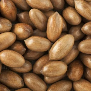 Whiddon Pecan Tree - Bare Root Pecan Fruit Tree 3-4 Feet