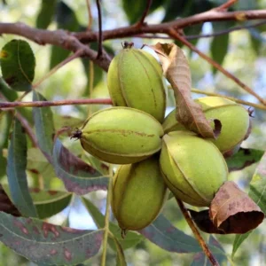 Whiddon Pecan Tree - Bare Root Pecan Fruit Tree 3-4 Feet