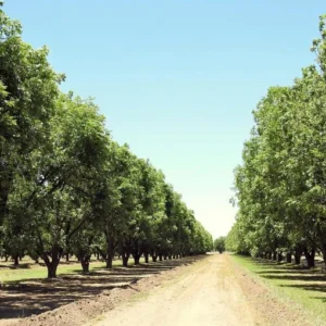 Whiddon Pecan Tree - Bare Root Pecan Fruit Tree 3-4 Feet