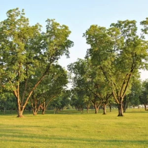 Whiddon Pecan Tree - Bare Root Pecan Fruit Tree 3-4 Feet