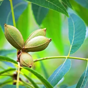 Whiddon Pecan Tree - Bare Root Pecan Fruit Tree 3-4 Feet