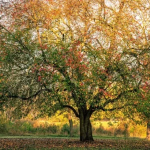 Whiddon Pecan Tree - Bare Root Pecan Fruit Tree 3-4 Feet