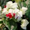 White Bleeding Heart - 1 Bulbs Per Pack - Clerodendrum Bleeding Heart Houseplant