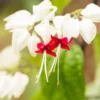 White Bleeding Heart Starter Plants - Clerodendrum 5 to 6 Inch Tall