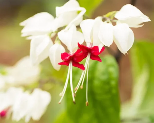 White Bleeding Heart Starter Plants - Clerodendrum 5 to 6 Inch Tall