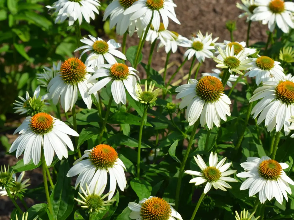 White Echinacea (Coneflower)