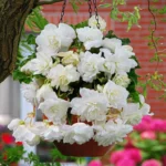 White Hanging Basket Begonia Bulbs for Planting - 3 Bulbs Per Pack