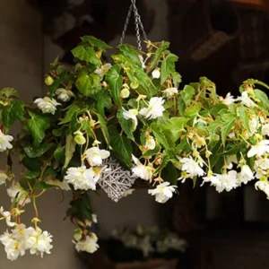 White Hanging Basket Begonia Bulbs for Planting - 3 Bulbs Per Pack
