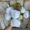 White Peony Bulbs for Planting - Pack of 1 Flower Bulbs
