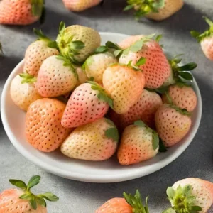 White Pineberry Strawberry Plant - Single Plant - Small Gallon Container