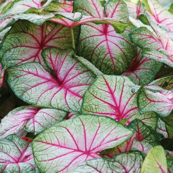 White Queen Caladium Bulbs for Planting - 5 Bulbs Per Pack